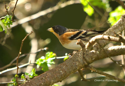 Brambling