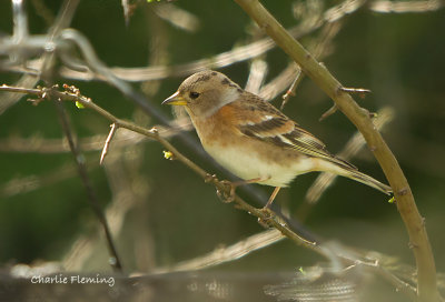 Brambling - Fringilla montifringilla