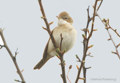 Whitethroat