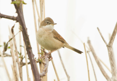 Whitethroat