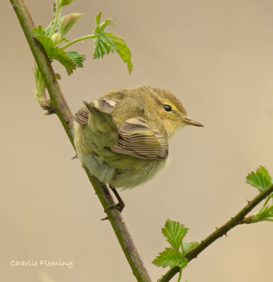 Chiffchaff