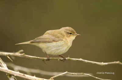 Chiffchaff