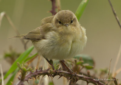 Chiffchaff