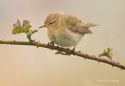 Chiffchaff