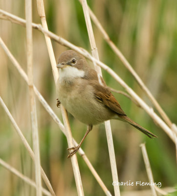 Whitethroat