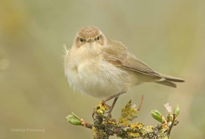 Chiffchaff