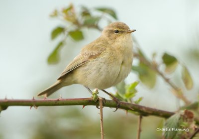 Chiffchaff