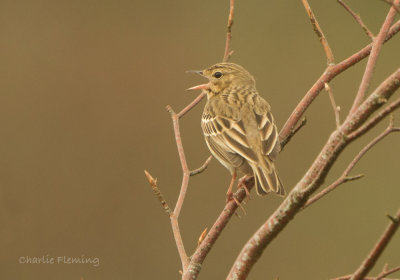 Tree Pipit