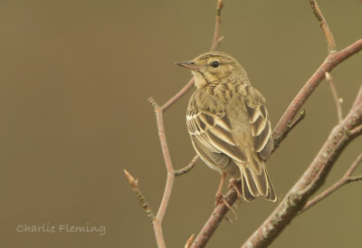 Tree Pipit