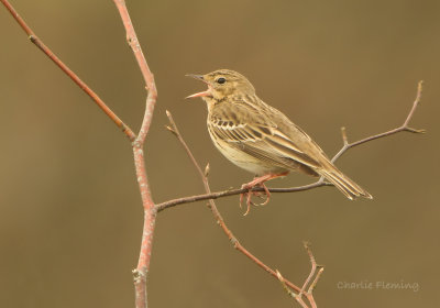 Tree Pipit