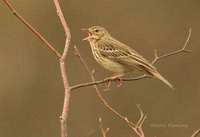 Tree Pipit