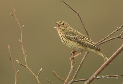 Tree Pipit