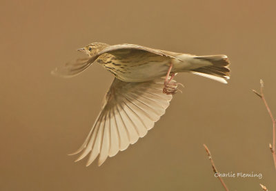 Tree Pipit