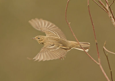 Tree Pipit