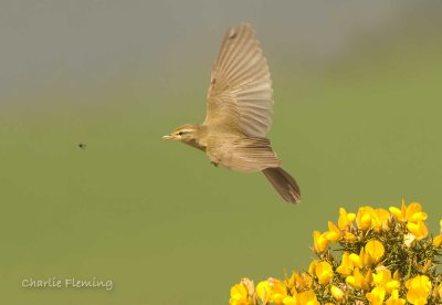 Willow Warbler