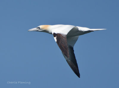 Gannet