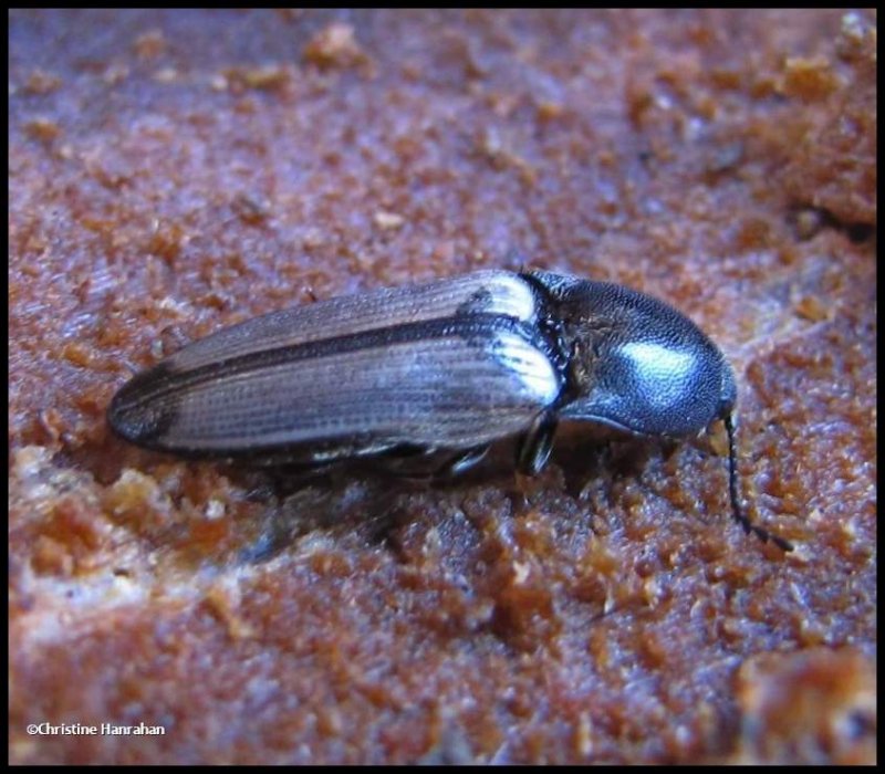 Click beetle  (<em>Ampedus linteus</em>)