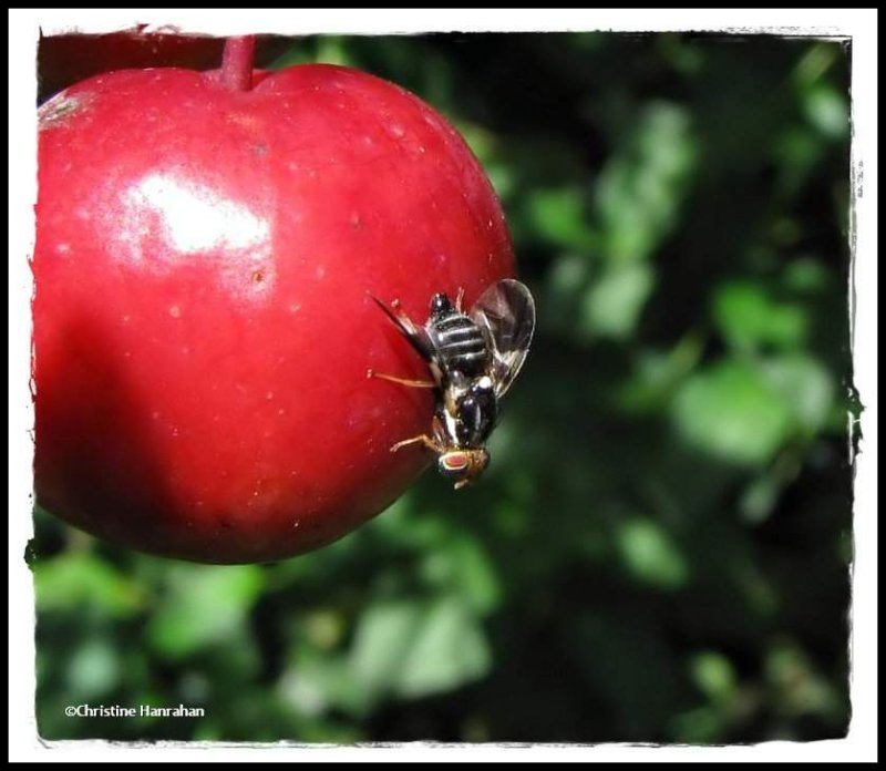 Apple maggot fly  (Rhagoletis pomonella) on crabapple
