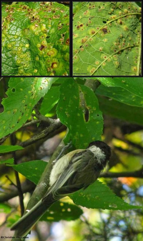 Hackberry blister galls and Black-capped Chickadee