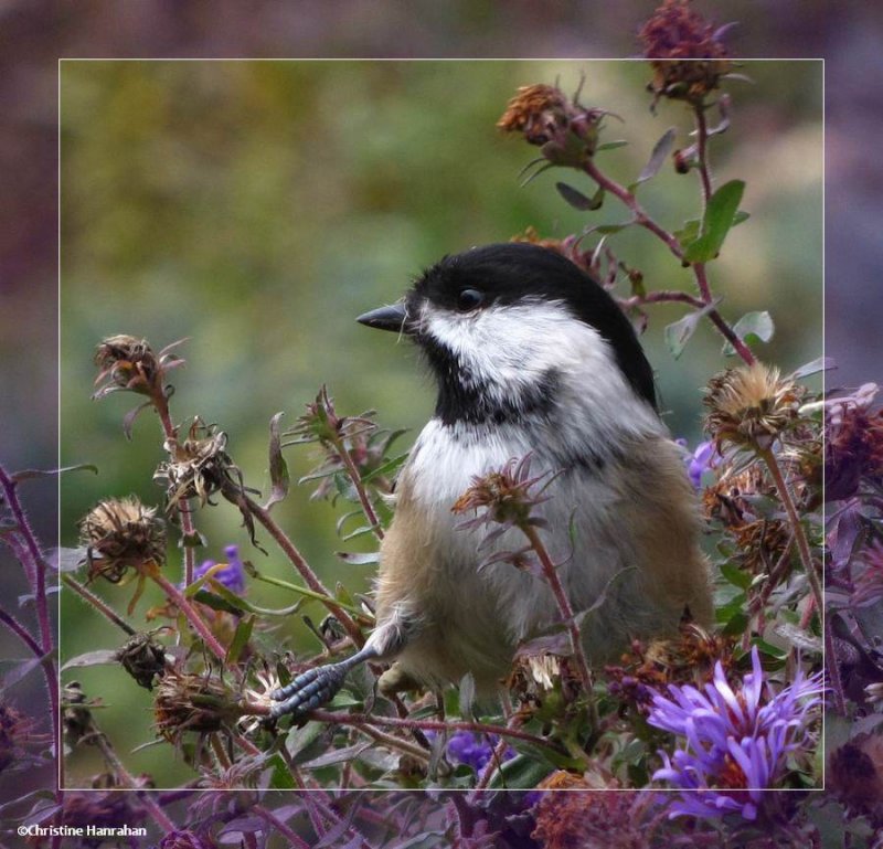 Black-capped chickadee