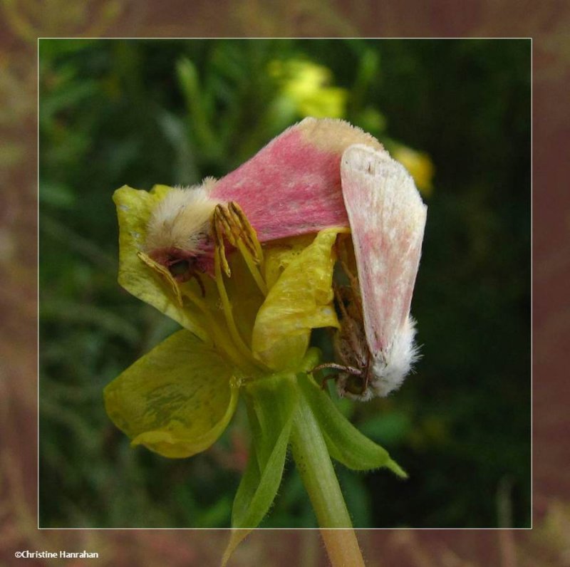 Primrose moth (Schinia florida) #11164