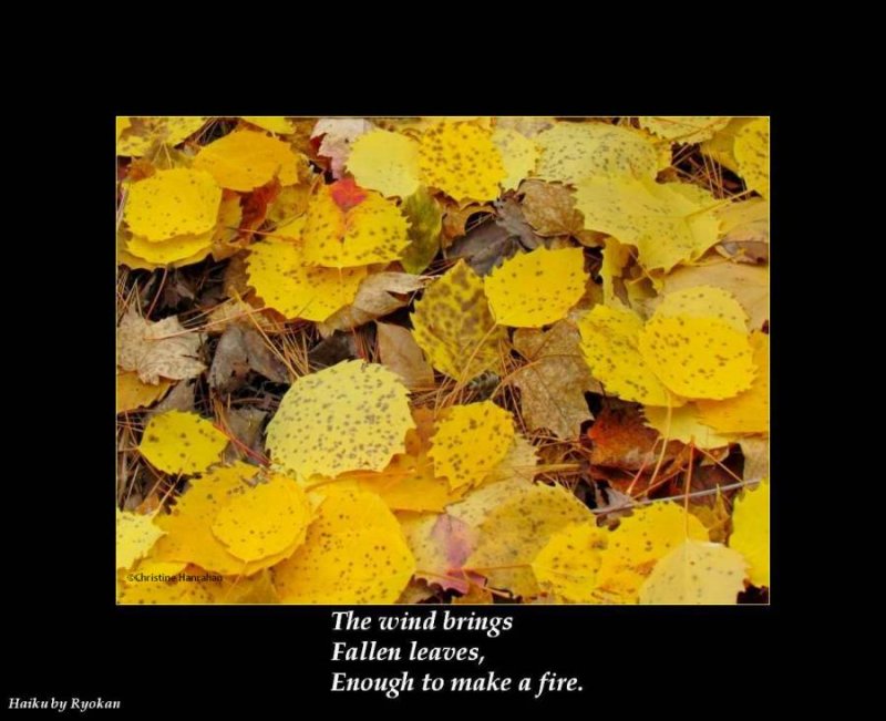Haiku # 25: The wind brings fallen leaves