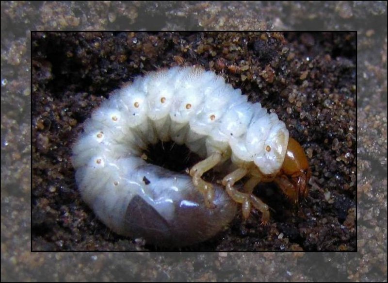 beetle larva