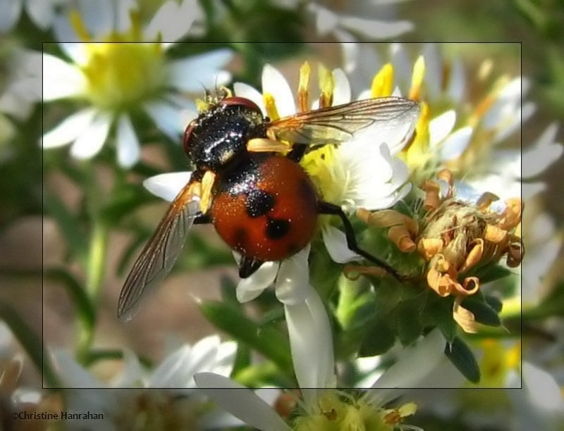 Tachinid fly (Gymnosoma)