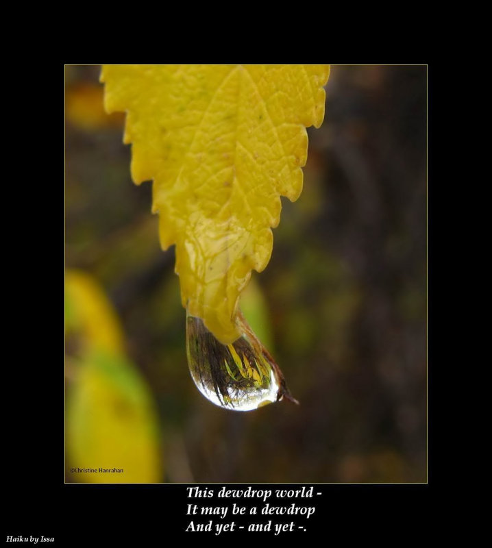 Haiku # 28: This dewdrop world