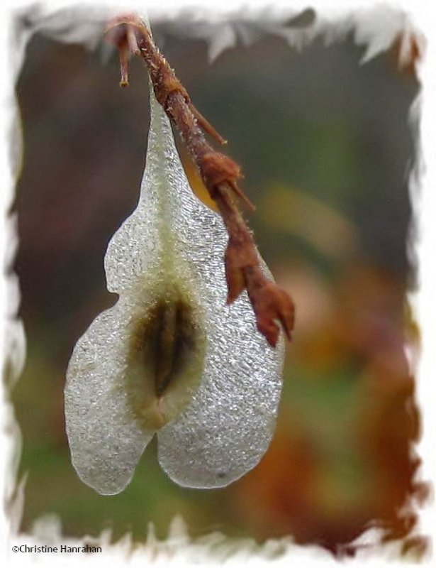 Fallopia seed (Fallopia japonica)