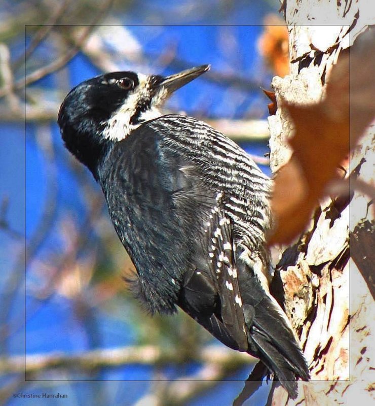 Black-backed woodpecker, female