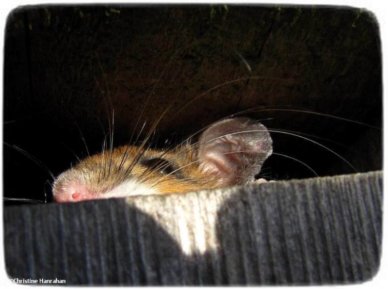 Mouse (Peromyscus)