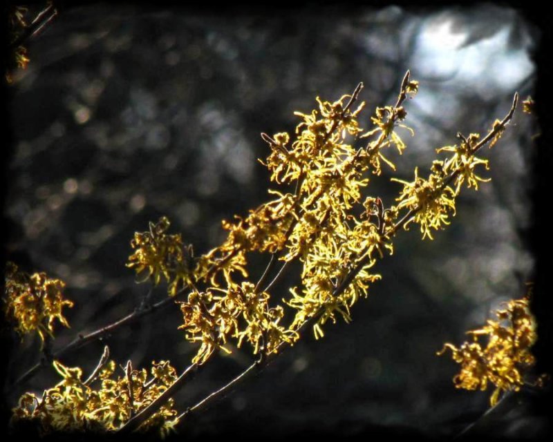 Witch hazel flowers (Hamamelis virginiana)
