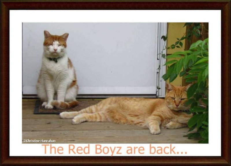 The red boyz are back...