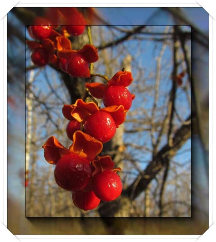 Bittersweet, American (Celastrus scandens)