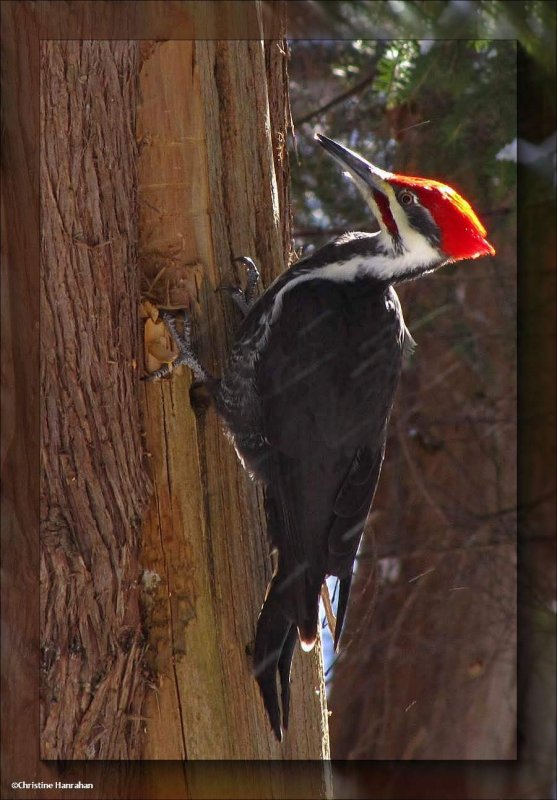 Pileated woodpecker, male