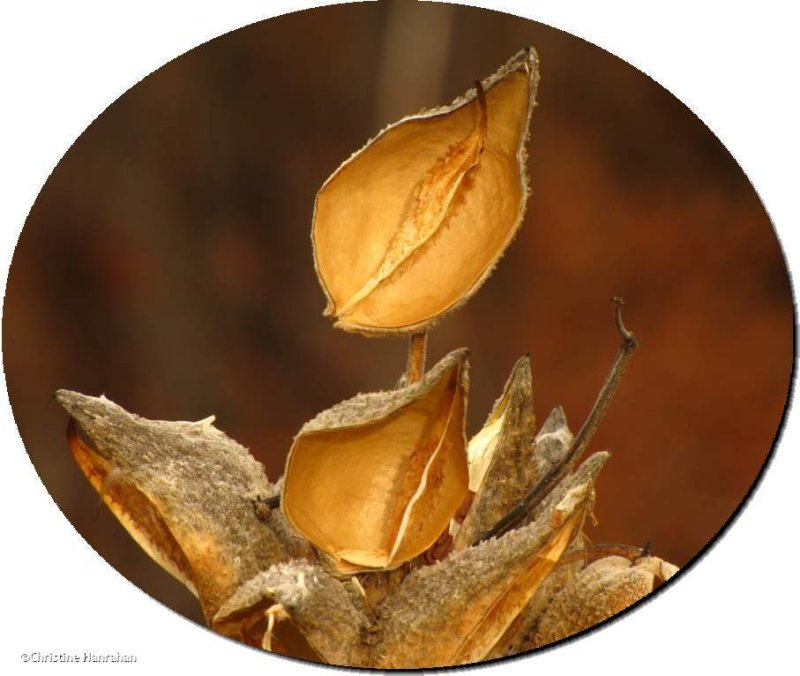 Common milkweed pods
