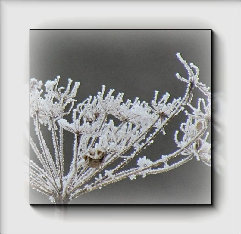 Flower frost
