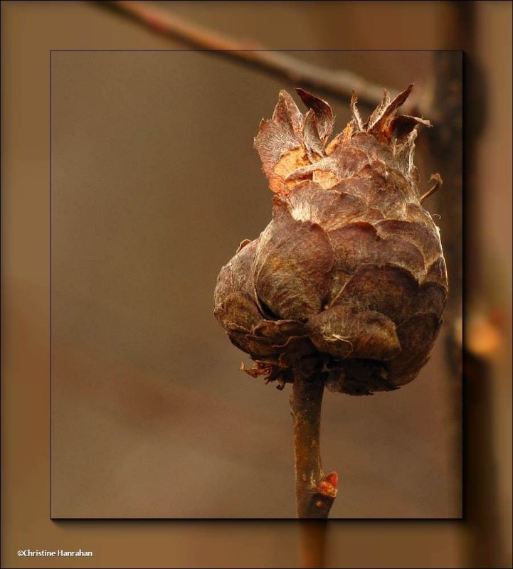 Willow  pinecone gall
