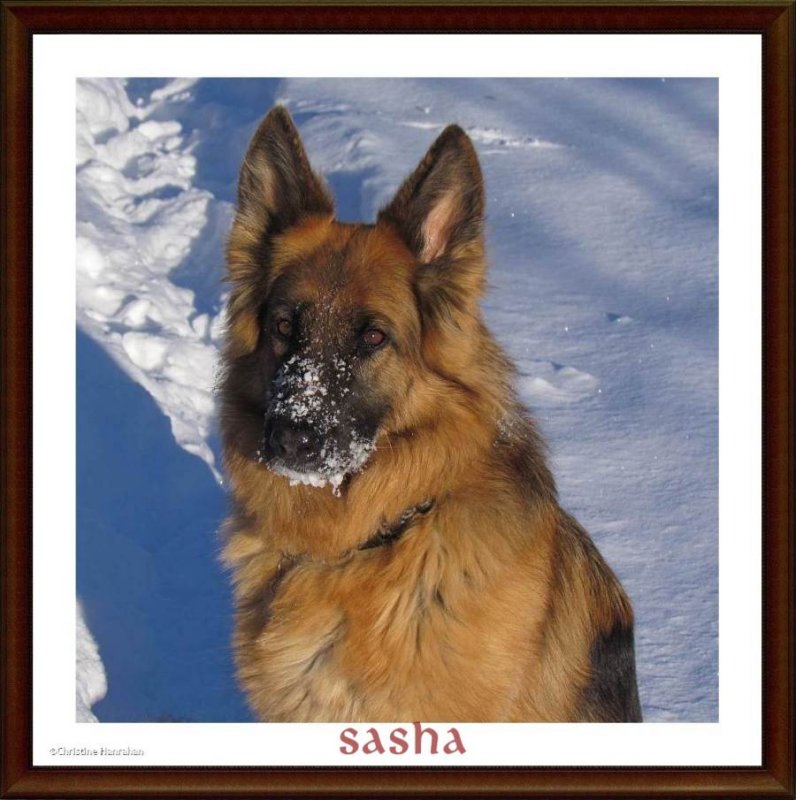 Sasha on New Year's Day