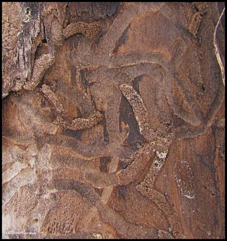 Beetle larval galleries under bark