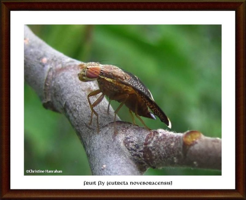 Fruit fly (Eutreta noveboracensis)