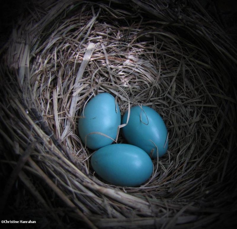 American robin nest and eggs