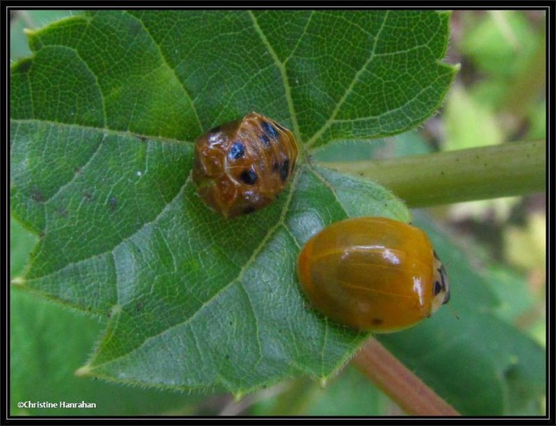 Asian ladybeetle (Harmonia  axyridis) newly emerged from pupal case