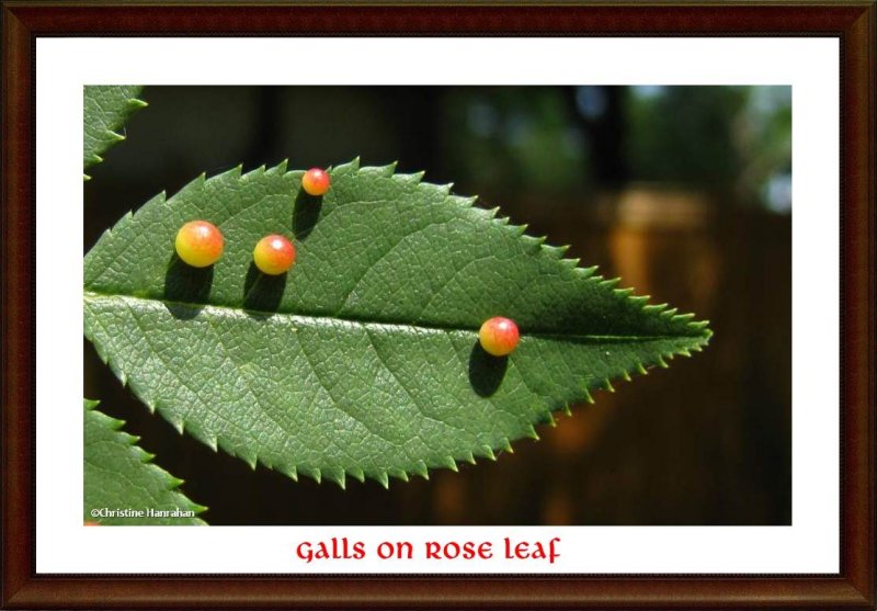 Galls on rose leaf