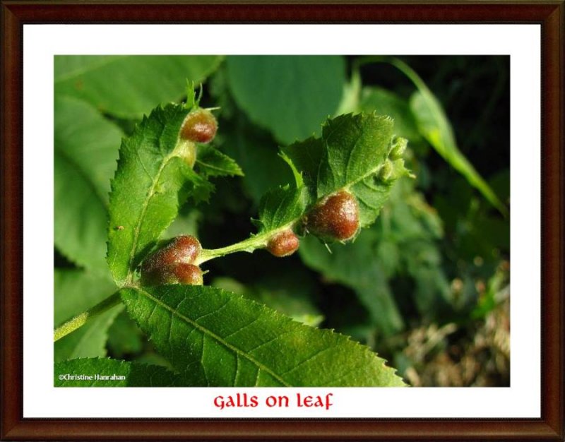 Galls on  bitternut hickory leaf