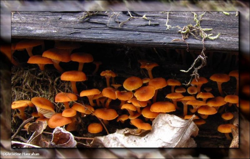 Mushrooms under a log
