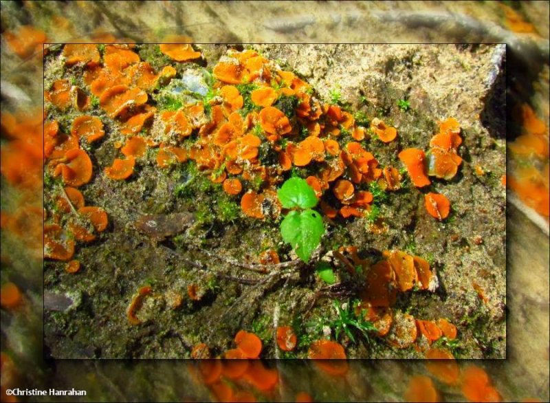 Orange Peel sac fungi (Aleuria aurantia)