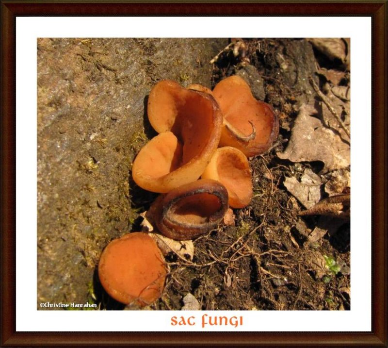 Sac fungi  (Peziza)