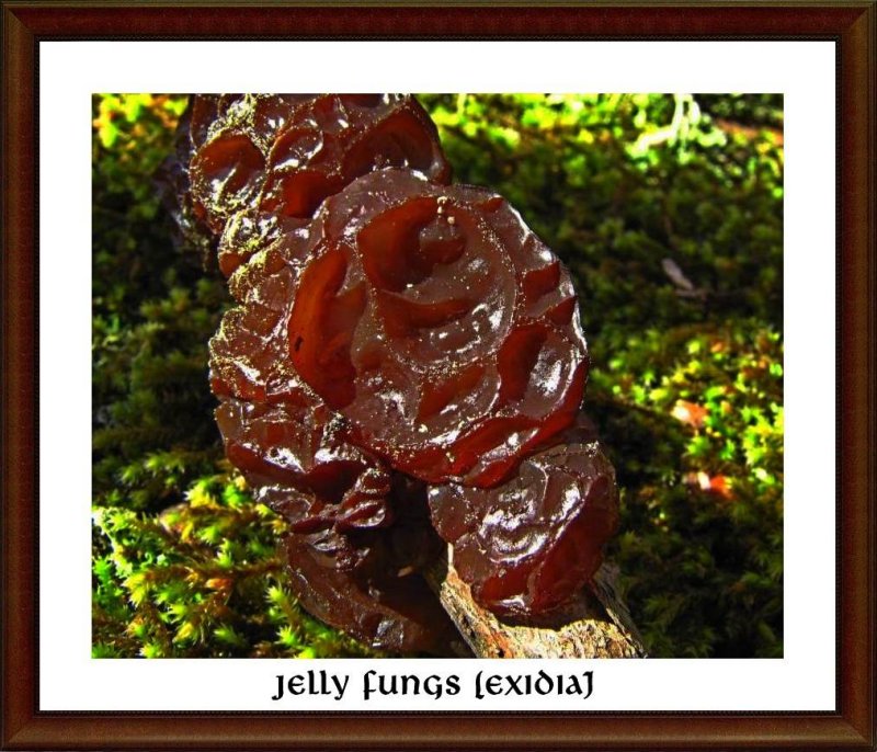 Jelly fungus (Exidia sp.)